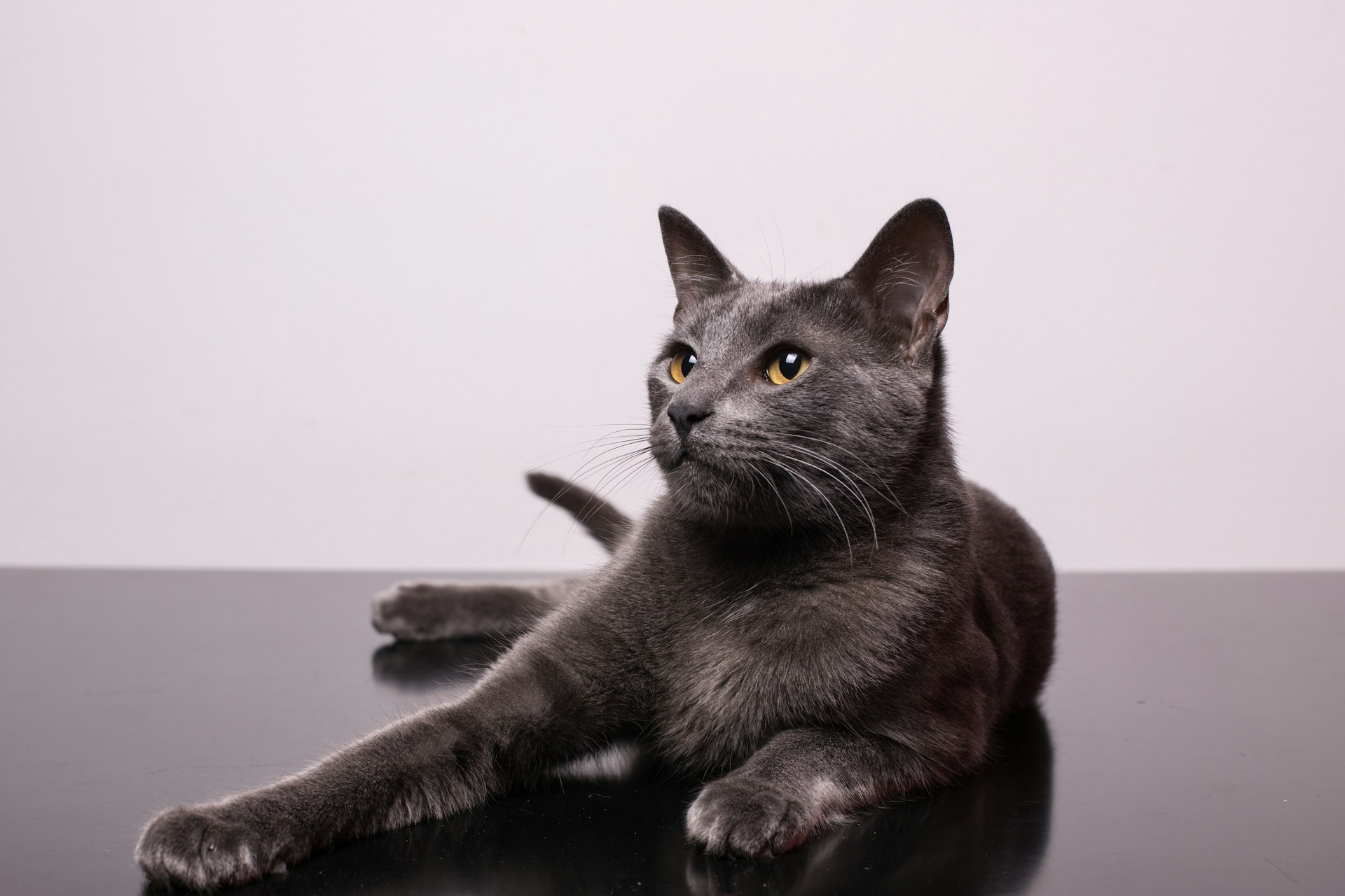 Cat on the table