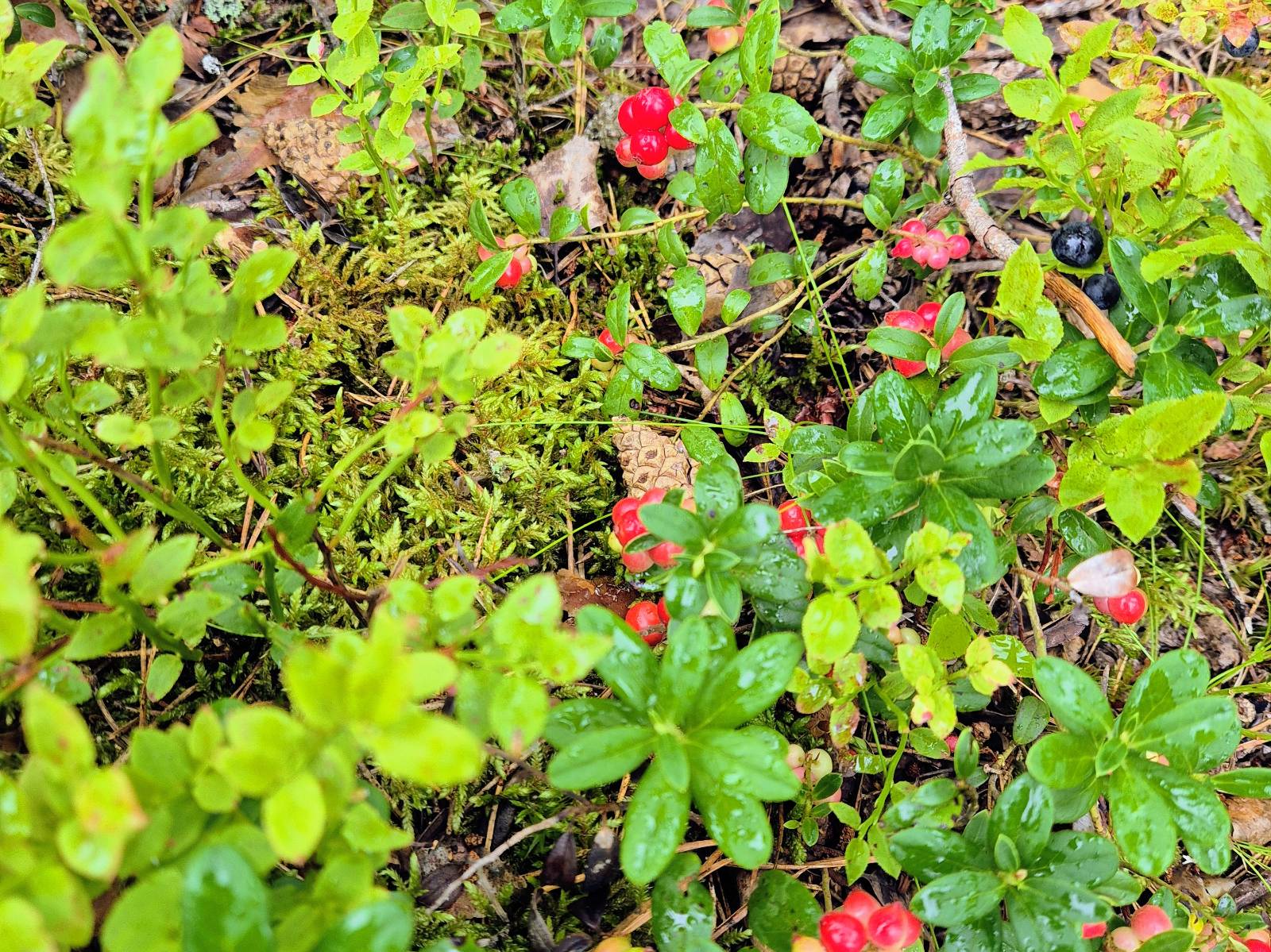 Wild Finnish puolukka