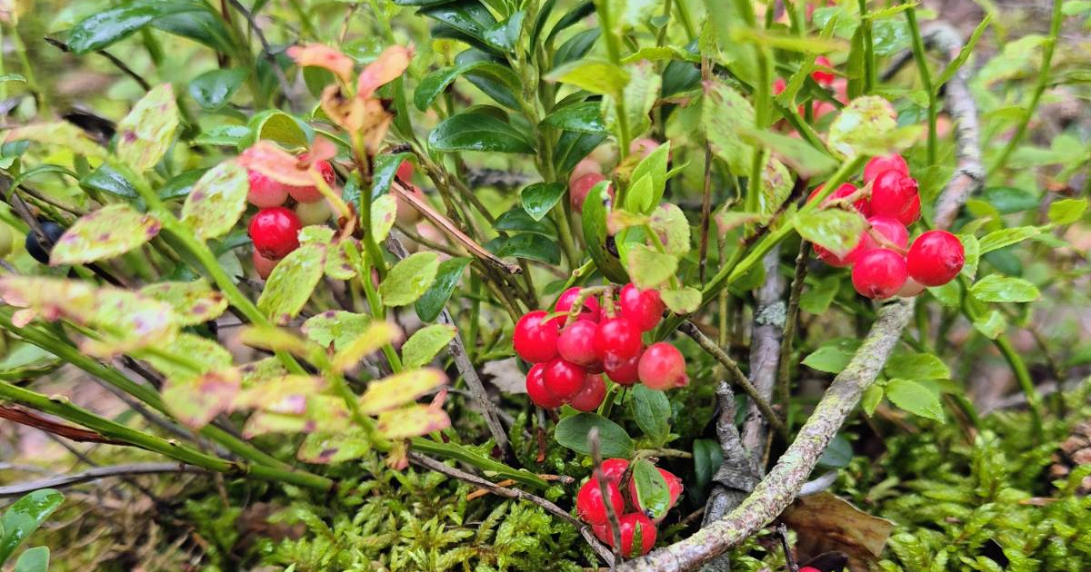 Lingonberry: Finland's "red gold"
